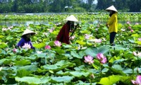 Desarrollo turístico en tierra de loto Dong Thap