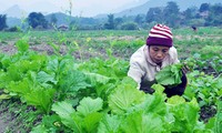 Dong Ha - primera comarca del nuevo campo en la provincia de Ha Giang