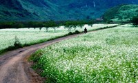 Tierra alta de Moc Chau, destino atractivo para los turistas los fines de semana