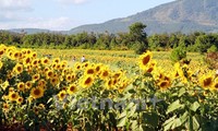 Temporada de girasoles en tierra alta Lam Dong 