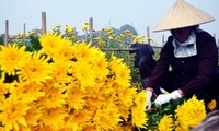 Aldea de floricultura de Tay Tuu en vísperas del Tet