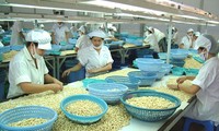 Anacardo trae nueva perspectiva para la exportación de productos agrícolas de Vietnam en 2016