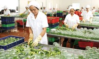 Vietnam busca aumentar exportaciones agrícolas en medio de integración mundial 