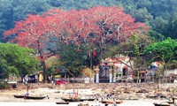 Algodonero rojo, princesa de las flores de ciudad portuaria de Hai Phong