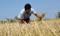 Japón concede gran capital para ayudar a víctimas de desastre natural en Vietnam