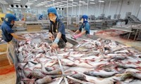 Más empresas vietnamitas autorizadas para venta de pangasius al mercado estadounidense