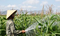 Cambio de estructura del cultivo, camino correcto de comuna Tan Nghia