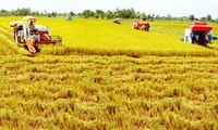 Quang Binh impulsa modelo de vasto campo de cultivo en producción agrícola