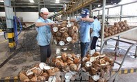 Valor de exportación de productos vietnamitas alcanza más de 20 mil millones de dólares