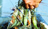 Delta del Mekong diversifica modelos de cría de camarones para adaptarse al cambio del clima