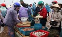 Mercado de pescado de Giao Hai