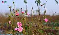 Flores del melocotón brotan temprano en el pueblo floral de Nhat Tan