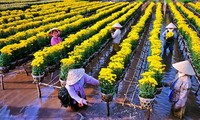 Aldeas florales de Dong Thap Muoi reciben visitas en vísperas del Tet