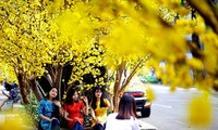 Ambiente del Tet reina en localidades vietnamitas