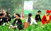 Promocionan producto estratégico del té vietnamita de Thai Nguyen 