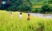 Terrazas de arroz en Mu Cang Chai, paisaje majestuoso del noroeste vietnamita