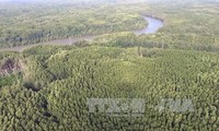 FAO insta a un mejor aprovechamiento de los bosques como fuente energética en América Central