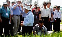 Promueven producción de arroz según estándares internacionales