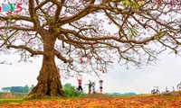 Brilla el color rojo del algodonero en campo norteño de Vietnam