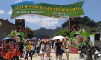 Celebran en la meseta de Moc Chau IV Fiesta de Recolección de Frutas