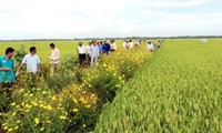 Cultivo de flores a lo largo de los bordes de los campos ayuda a promover la agricultura sostenible