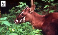 Fundarán en Vietnam el primer centro de multiplicación del saola