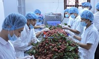 Vietnam por ampliar su mercado de exportación de verduras y frutas 