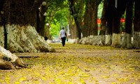 Canciones vietnamitas famosas sobre el otoño 