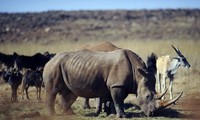 Abren un concurso de cortometrajes sobre el comercio ilegal de animales silvestres 