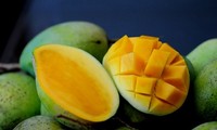 Vietnam logra permiso de exportación de mangos a Estados Unidos