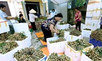 Primer lote de longan vietnamitas llega a Australia