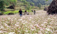 Inauguran Festival de la Flor de Alforfón en Ha Giang