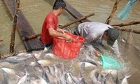 Producción de pangasius vietnamita trata de superar las dificultades