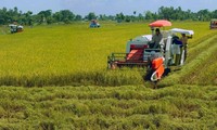 Delta del río Mekong logra alta productividad de arroz en medio de la salinización