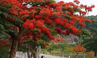 La ciudad portuaria de Hai Phong en la música 