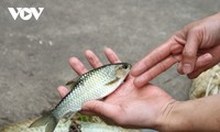 El pescado Bong, un ingrediente fundamental en la gastronomía de los Tay en Yen Bai