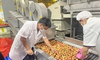 Crece 5,6% el Producto Interno Bruto de Vietnam en los primeros seis meses de 2021