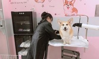 Spa para mascotas: una tendencia floreciente en Hanói 