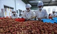 Por una mayor presencia de frutas vietnamitas en Estados Unidos