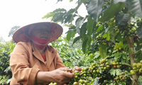 El café de Son La refuerza su posición en el mercado internacional