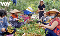 Ba Ria - Vung Tau desarrolla la agricultura de alta tecnología en una dirección sostenible