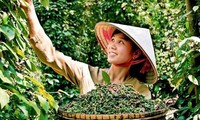 Aumentan las exportaciones de pimienta vietnamita