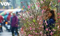 Coleccionar flores por el Tet: una tradición refinada de los hanoyenses