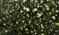 Beautiful ox-eye daisies in Nhat Tan flower village