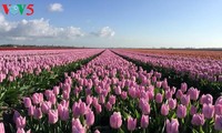 Tưng bừng lễ hội hoa tulip “Sắc màu Hà Lan”