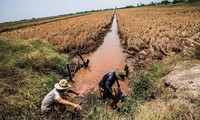 Pour que le Delta du Mékong s'adapte à l'intrusion saline