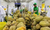 Exportation: 2023, une année prometteuse pour les fruits vietnamiens