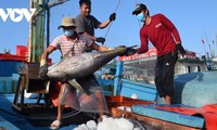 Le Japon est le plus grand importateur de produits aquatiques vietnamiens