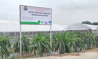 Hai Duong développe l’agriculture de hautes technologies