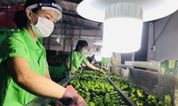 Long An ouvre la voie pour l'exportation des citrons vietnamiens vers le Moyen-Orient